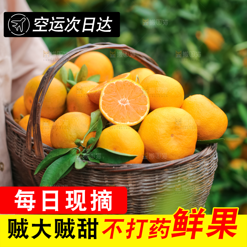 篮子里装着椪柑