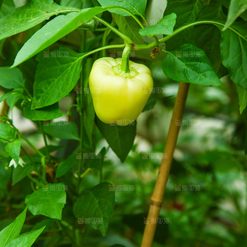 大棚里种植物的蔬菜