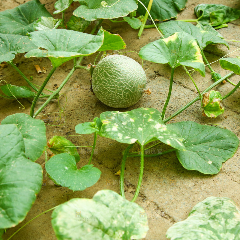大棚里种植物的蔬菜