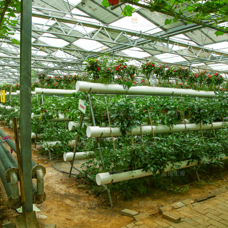 大棚里种植物的蔬菜