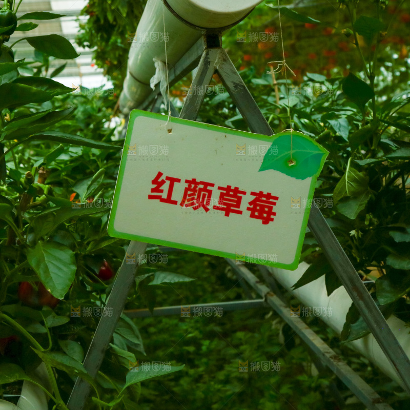 大棚里种植物的蔬菜