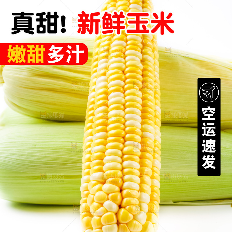 白底上摆放着甜玉米