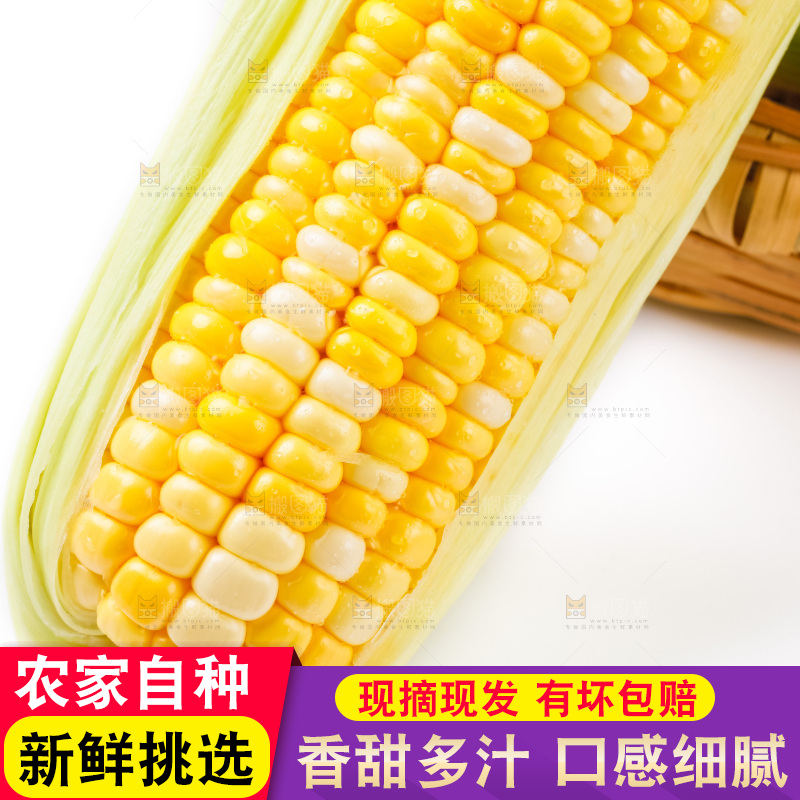 白底上摆放着甜玉米