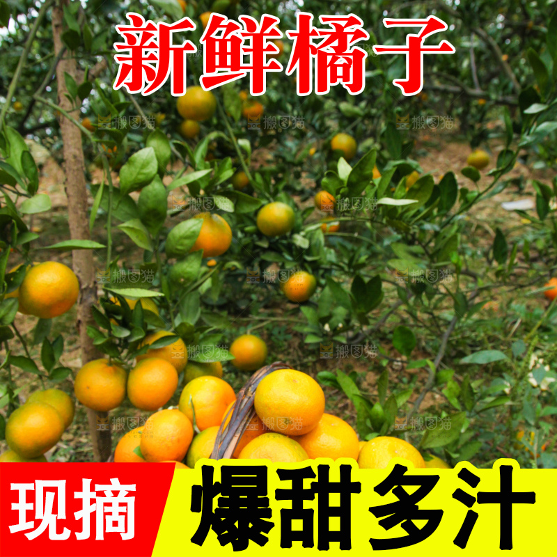 篮子里装着橘子