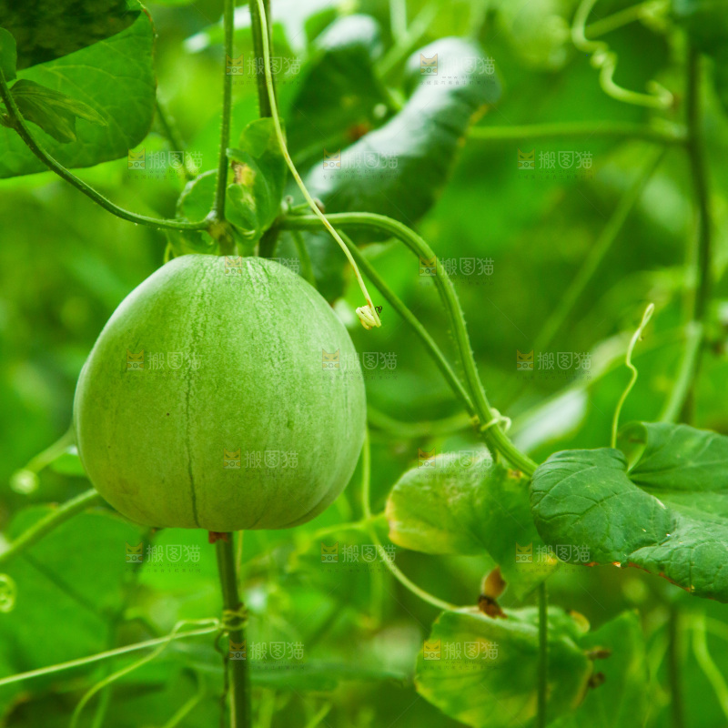 大棚里种植物的蔬菜