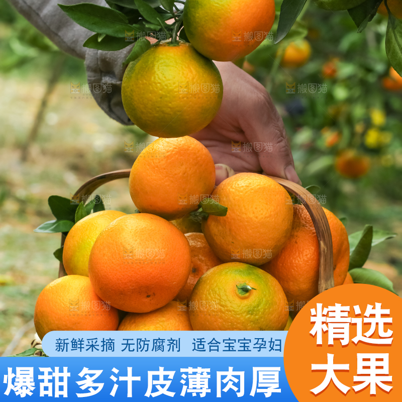 篮子里装着橘子