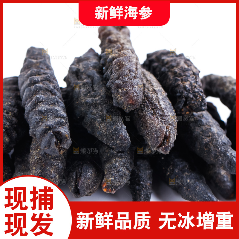 白底上摆放着刺参