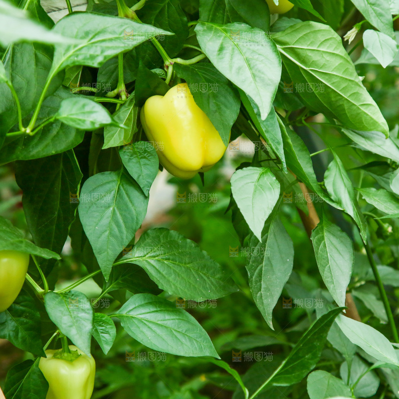 大棚里种植物的蔬菜