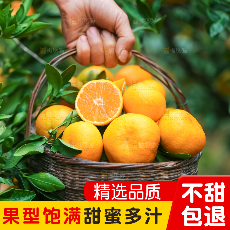 篮子里装着椪柑