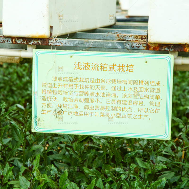 大棚里种植物的蔬菜