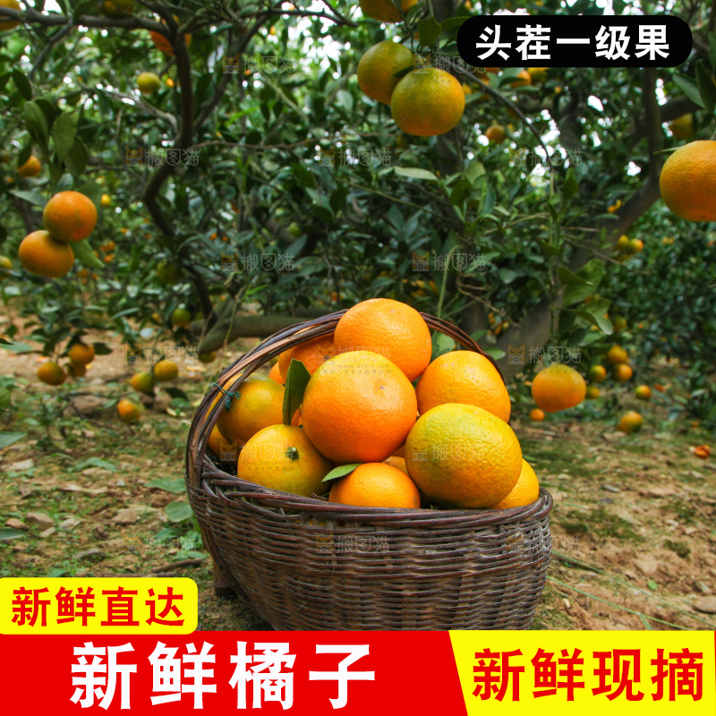 篮子里装着橘子
