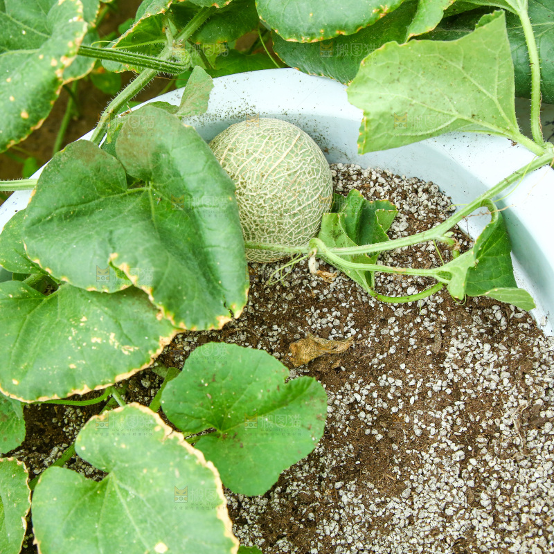 大棚里种植物的蔬菜