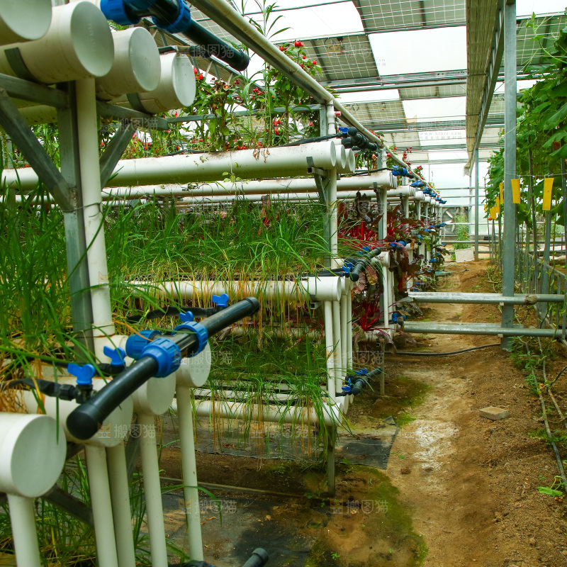 大棚里种植物的蔬菜