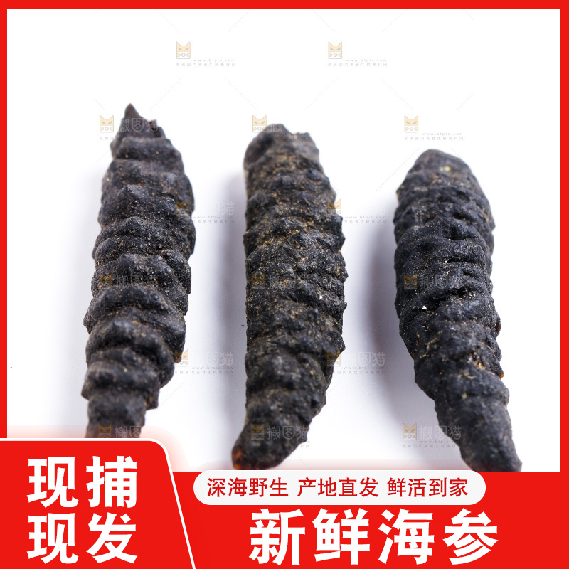 白底上摆放着海参
