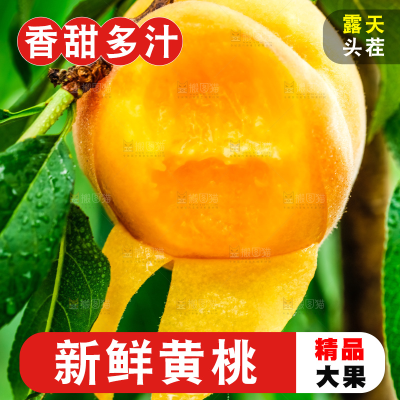 桃树上结的黄桃