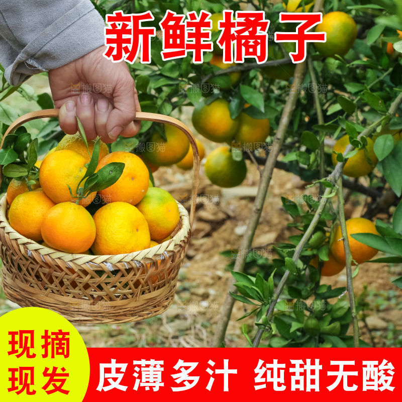 篮子里装着橘子
