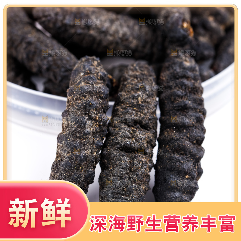白底上摆放着海刺参