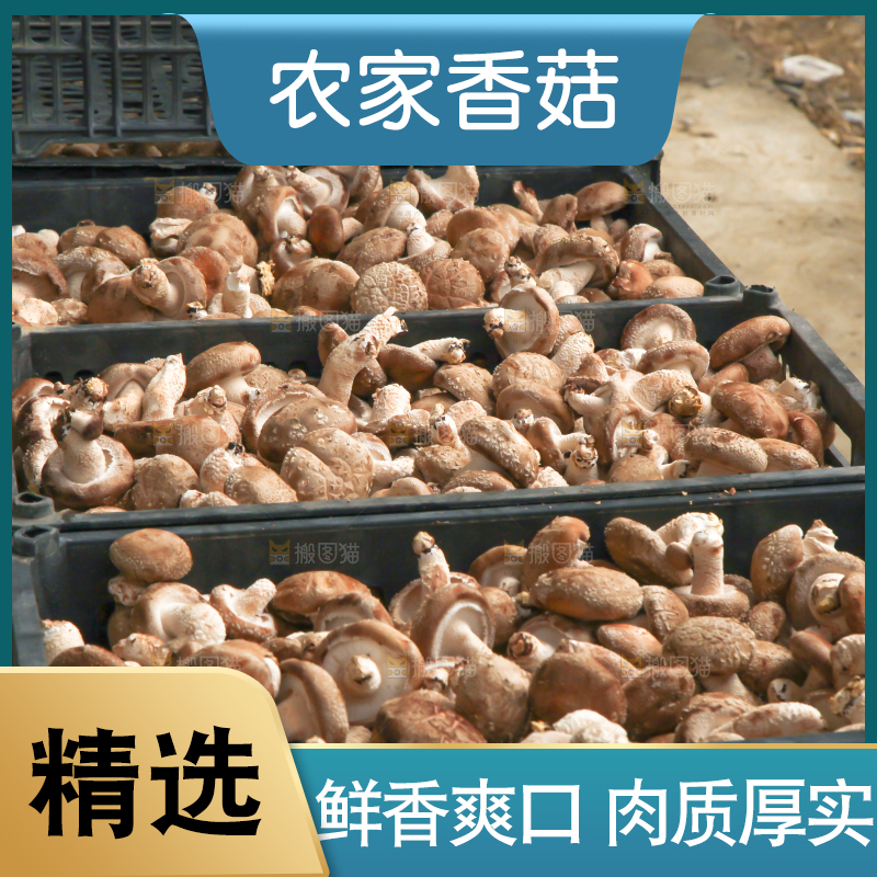 框子里装着香菇