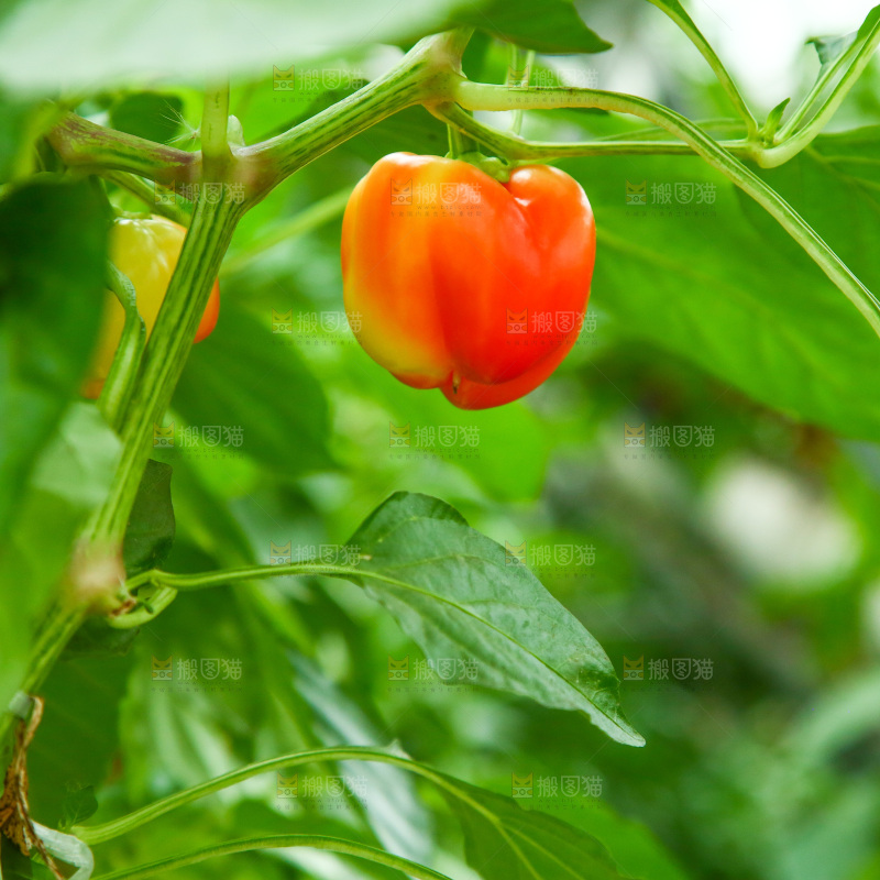大棚里种植物的蔬菜