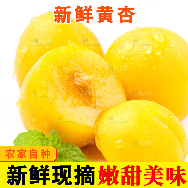 白底上放着大黄杏