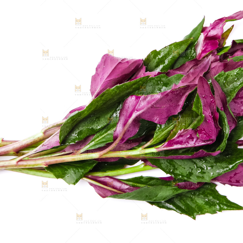 白底上摆放着血皮菜