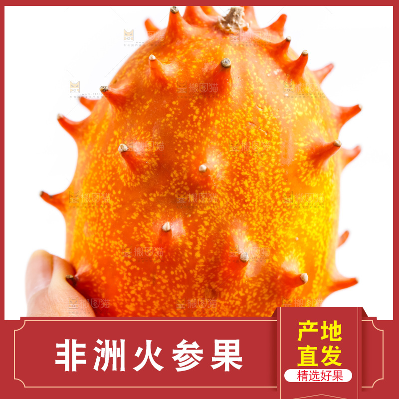 手里拿着海参果