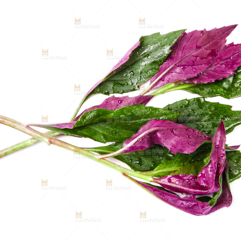 白底上摆放着血皮菜