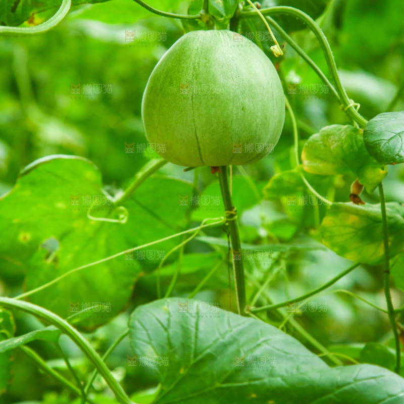 大棚里种植物的蔬菜