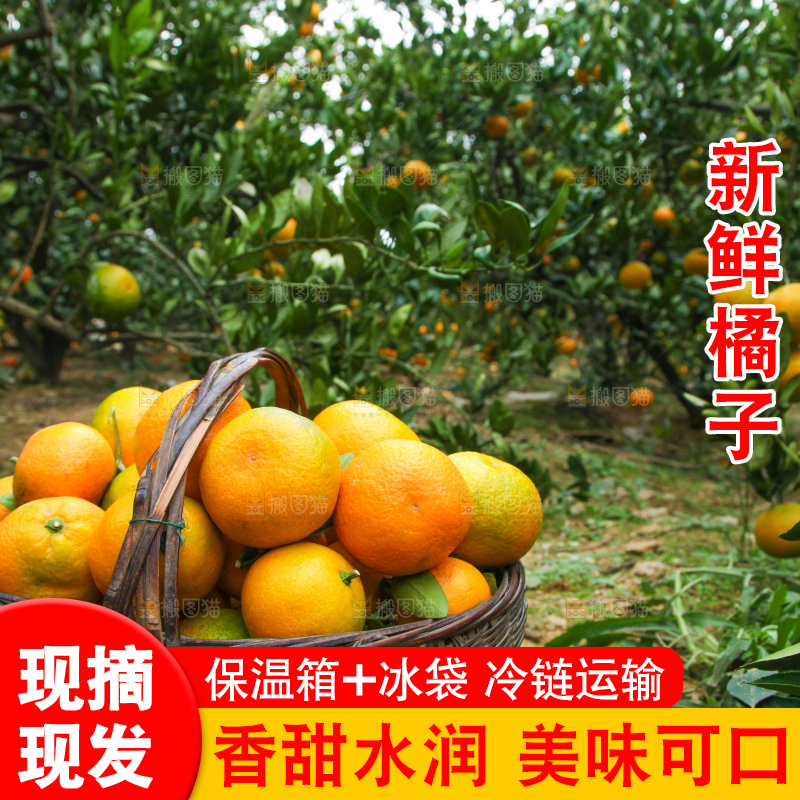 篮子里装着橘子