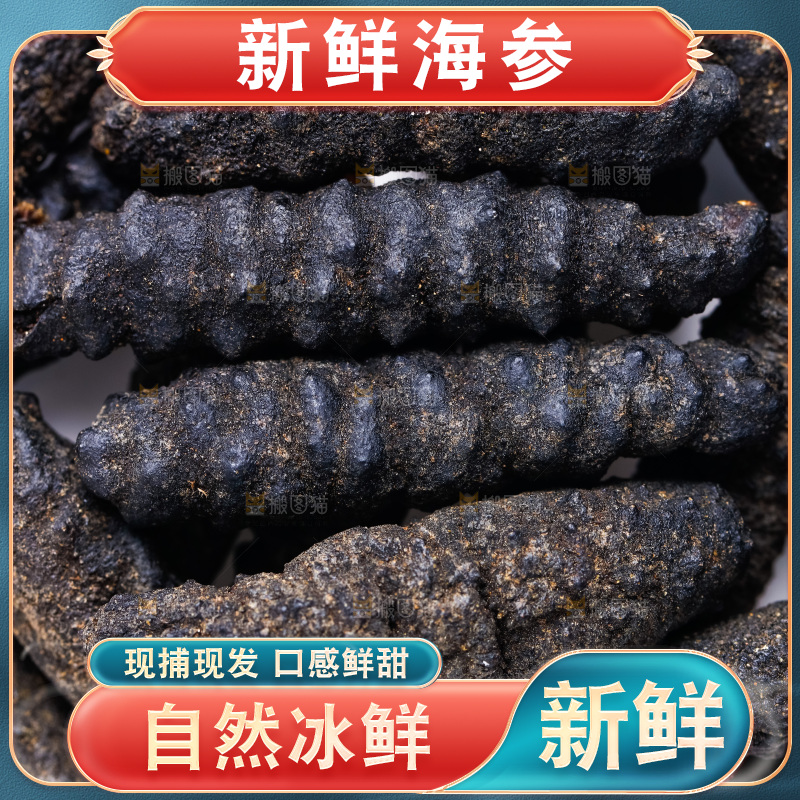 白底上摆放着海刺参