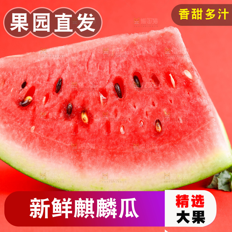 浅底上摆放着麒麟西瓜