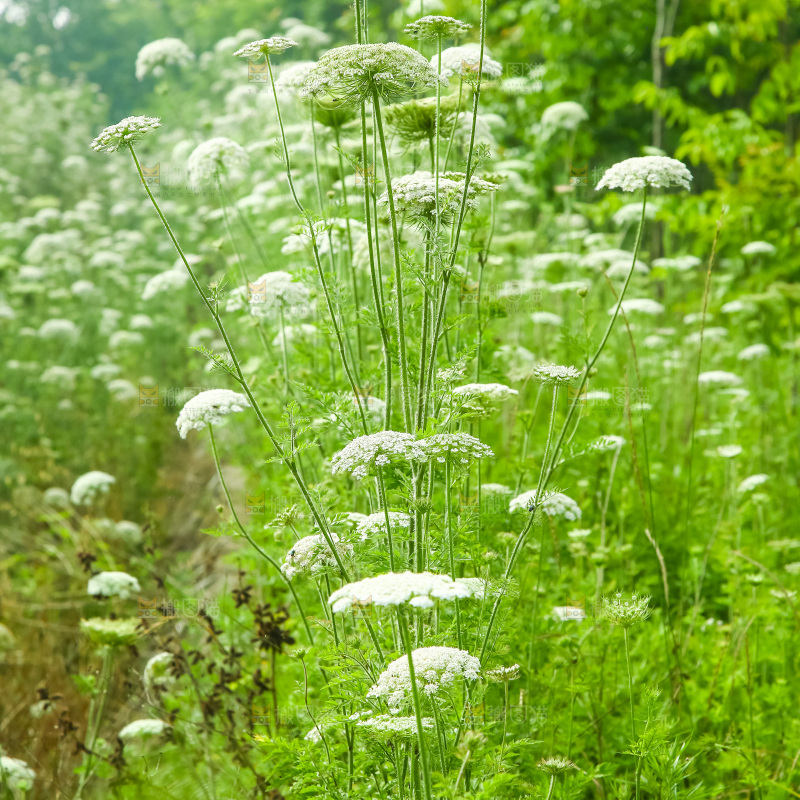 野胡萝卜花