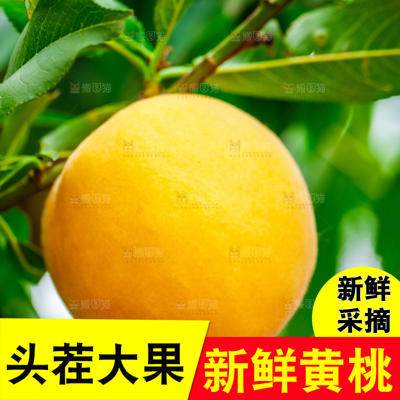 桃树上结的黄桃