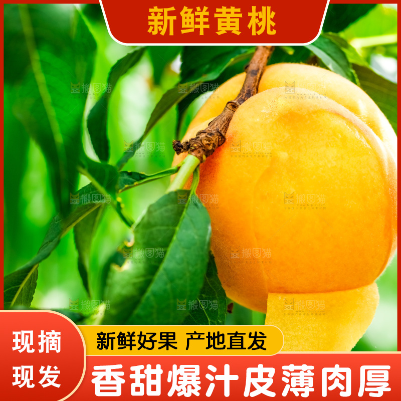 桃树上结的黄桃