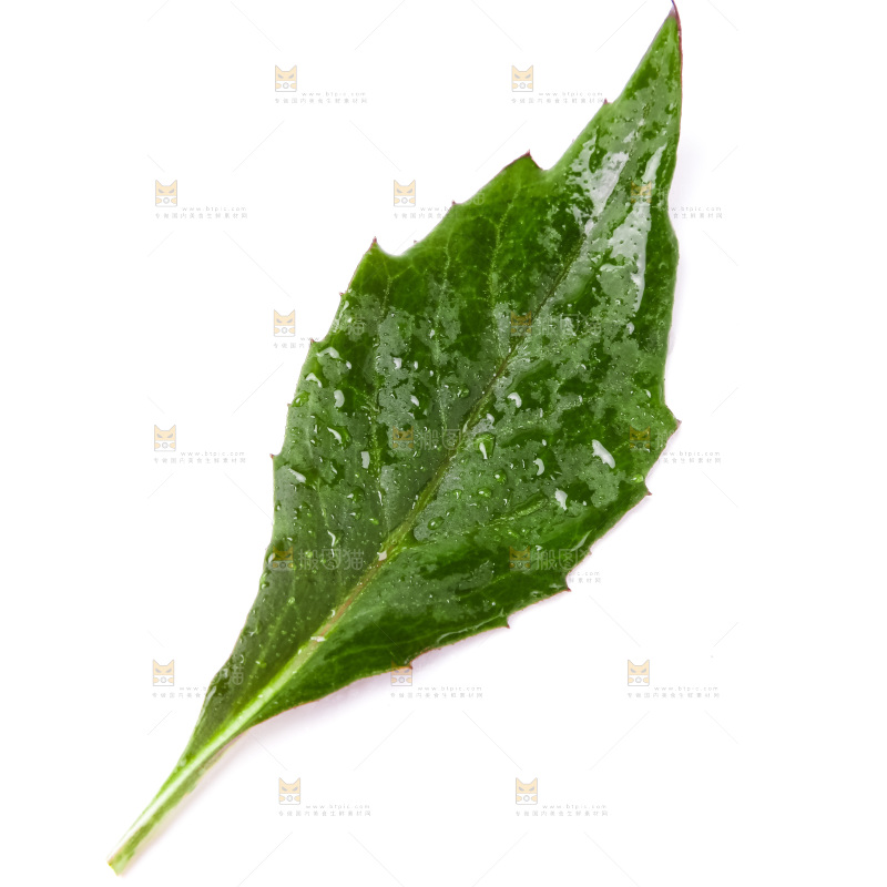 白底上摆放着血皮菜