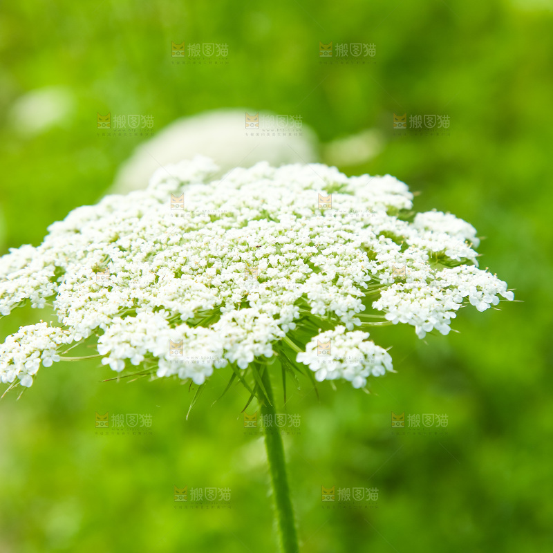 野胡萝卜花