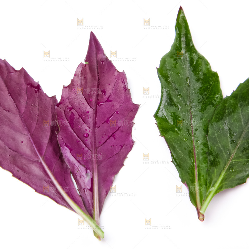 浅底上放着紫背菜