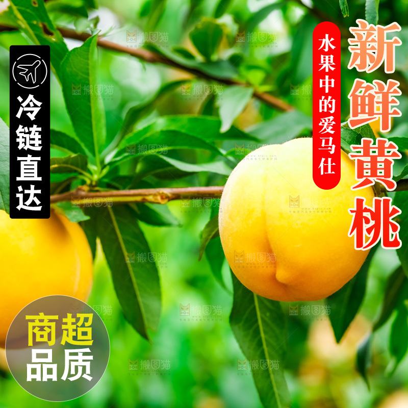 桃树上结的黄桃