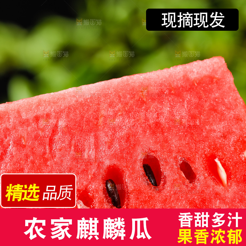 深底上摆放着8424麒麟瓜