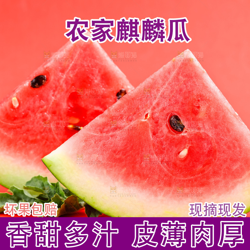 浅底上摆放着麒麟西瓜
