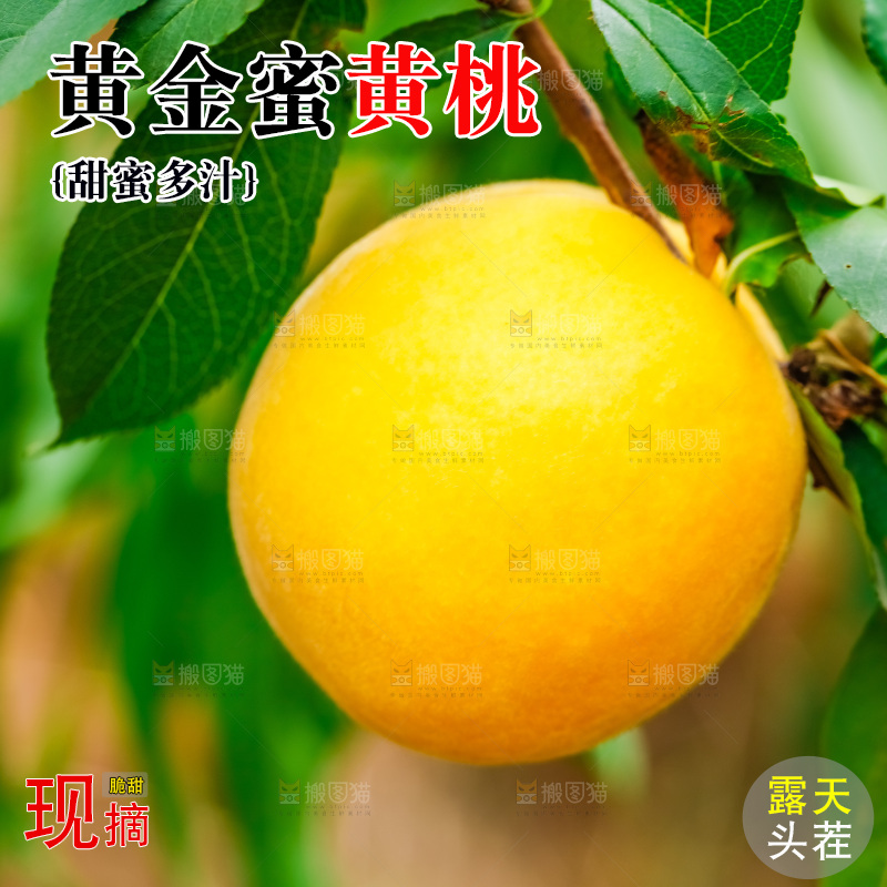 桃树上结的黄桃