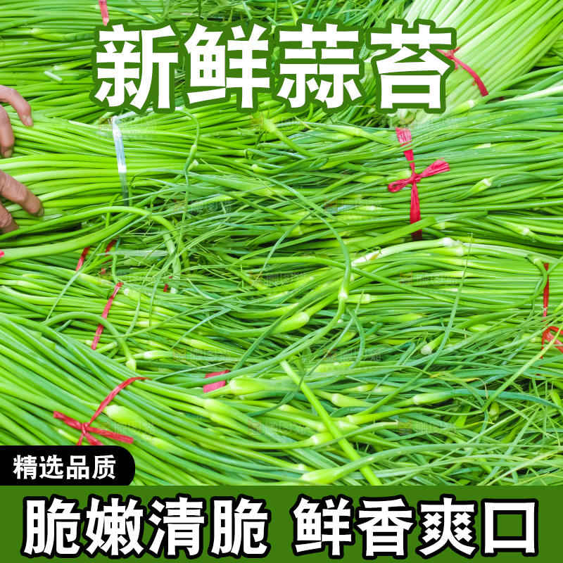 一堆新鲜蒜苔