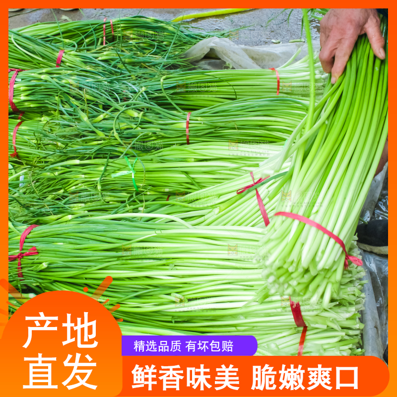 一堆新鲜蒜苔