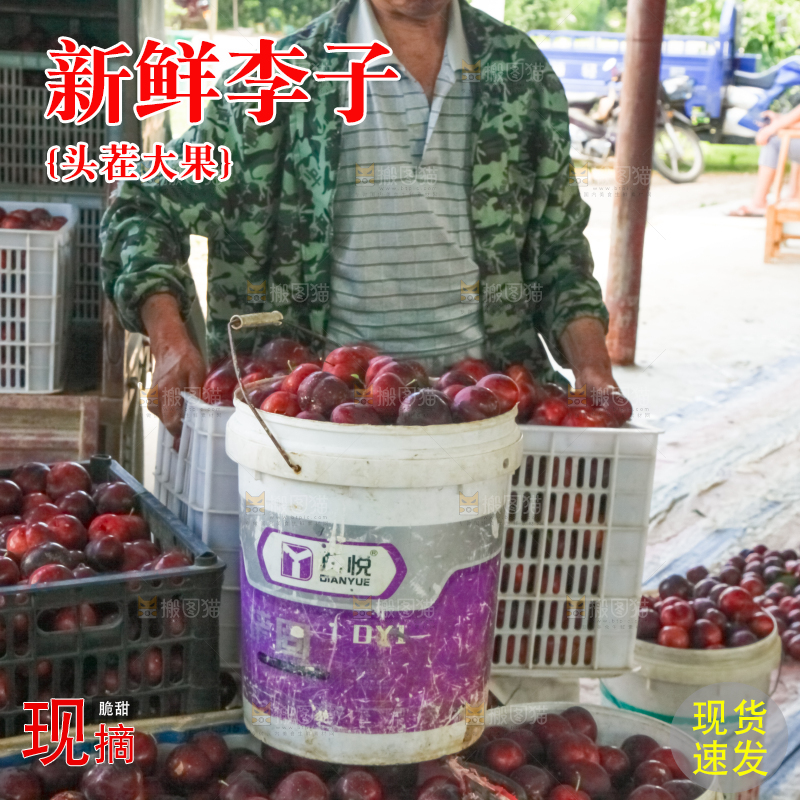 框子里装着红布林