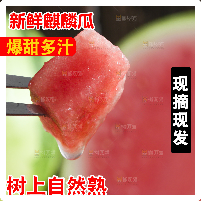 叉子叉着一块红心西瓜果肉
