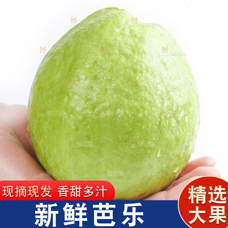 手里拿着白心芭乐