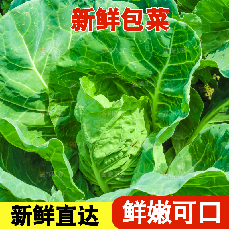 地里种着包菜