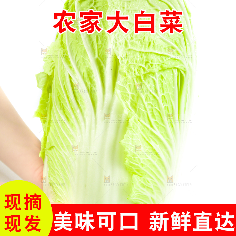 手里拿着山东大白菜