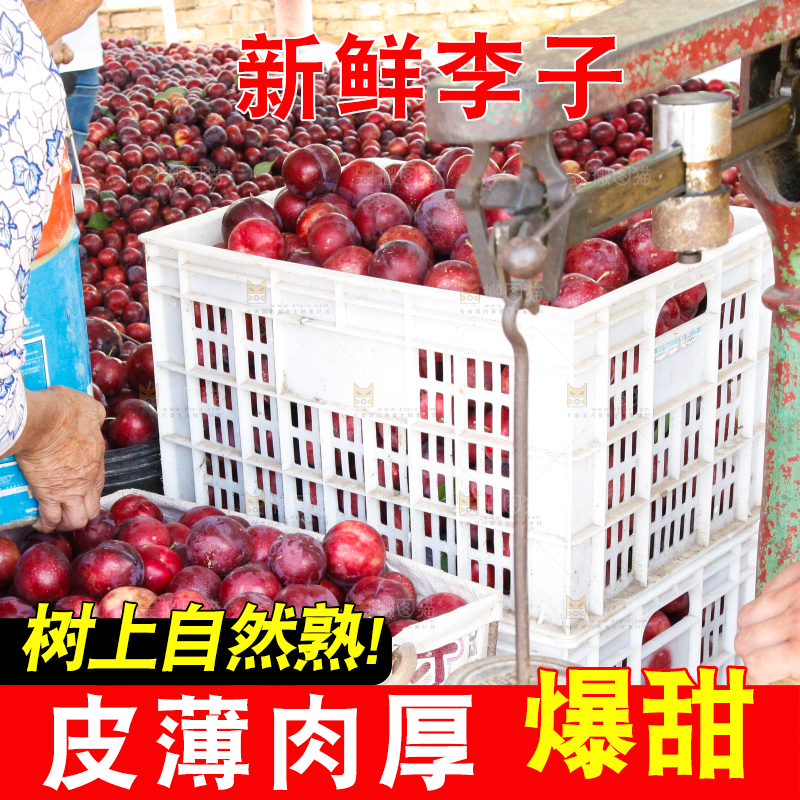 框子里装着红布林