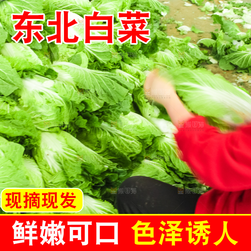 一堆新鲜白菜